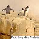 pingouins de l'Antarctique